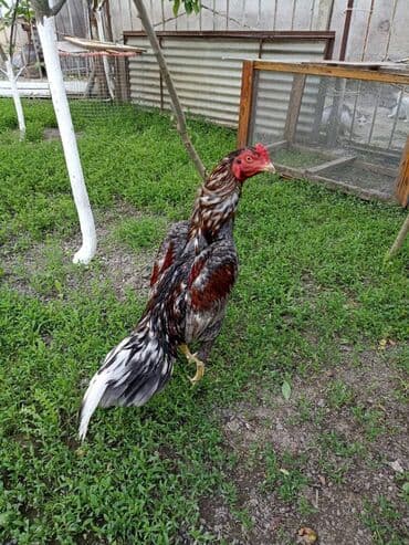 Cinsi Brazil xoruz 1 yaş 2 aylıqdır Fərə 8 aylıq Qiyməti ayrı lalafo.az -da Cinsi Brazil xoruz 1 yaş 2 aylıqdır Fərə 8 aylıq Qiyməti ayrı