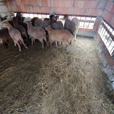 Salam aleyküm quzular dişli erkeylidi isdiyen0775431770 ünvanmız binə lalafo.az -da Salam aleyküm quzular dişli erkeylidi isdiyen0775431770 ünvanmız binə