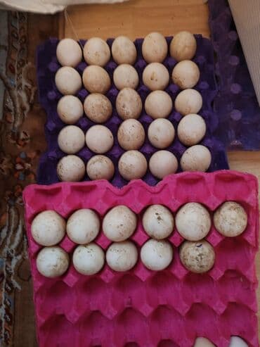 Рыба и морепродукты: Təmiz, kənd təsərrüfatı məhsulları: - Evdə saxlanılan toyuq sürüsü – at lalafo.az — 5 Рыба и морепродукты: Təmiz, kənd təsərrüfatı məhsulları: - Evdə saxlanılan toyuq sürüsü – — 5