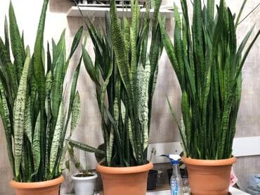 Saksıda Sansevieria (Qayın dili) – iri ölçülü otaq bitkisi - Növ lalafo.az -da Saksıda Sansevieria (Qayın dili) – iri ölçülü otaq bitkisi - Növ