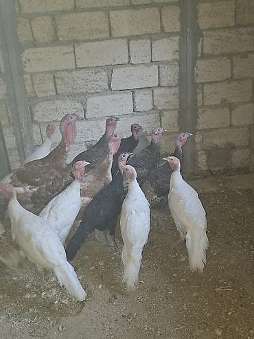 Dişi, Ətlik lalafo.az -da Dişi, Ətlik