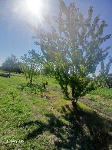 Meyvə bağı – müxtəlif yaşlarda əkilmiş meyvə ağacları - Geniş sahədə lalafo.az -da Meyvə bağı – müxtəlif yaşlarda əkilmiş meyvə ağacları - Geniş sahədə