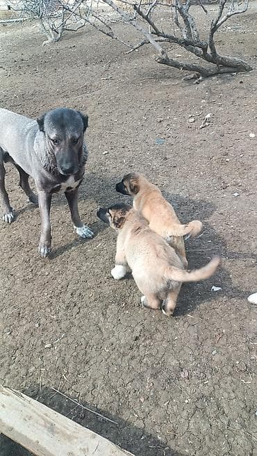 1 ay lalafo.az -da 1 ay