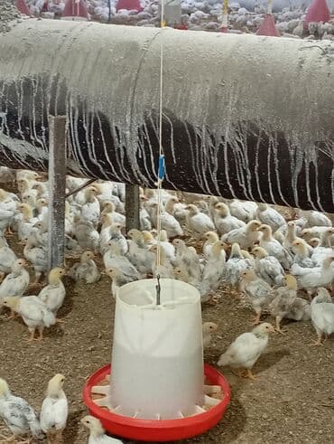 Yem qabı, Yem üçün, Quşlar üçün lalafo.az -da Yem qabı, Yem üçün, Quşlar üçün