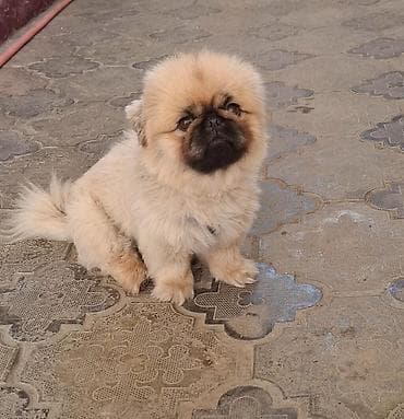 Pekines, 3 il, Erkek lalafo.az -da Pekines, 3 il, Erkek