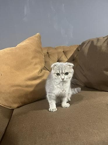 Şotland yastı qulaq, Yaxşı əllərə lalafo.az -da Şotland yastı qulaq, Yaxşı əllərə