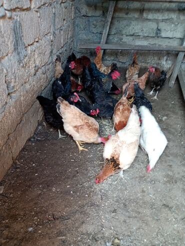 Salam. Toyoq. Xoruz. satlır. Ünvan. Şüvələn. qiymət. toyoq. 13 lalafo.az -da Salam. Toyoq. Xoruz. satlır. Ünvan. Şüvələn. qiymət. toyoq. 13