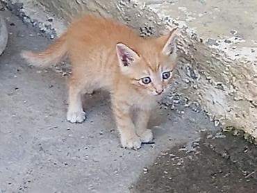 Yaxşı əllərə lalafo.az -da Yaxşı əllərə