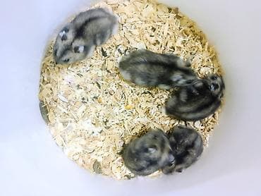 Kiçik dekorativ heyvanlar – xırda hamsterlər Məhsul təsviri: - Növ lalafo.az -da Kiçik dekorativ heyvanlar – xırda hamsterlər Məhsul təsviri: - Növ