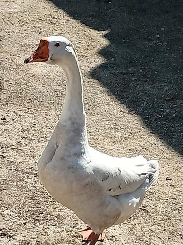 Salam . 1illik linda kuban qaz surusu satılır 400ədəd qazdı tam lalafo.az -da Salam . 1illik linda kuban qaz surusu satılır 400ədəd qazdı tam