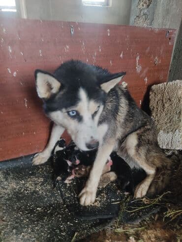 Xaski, 1 ay, Erkek lalafo.az -da Xaski, 1 ay, Erkek