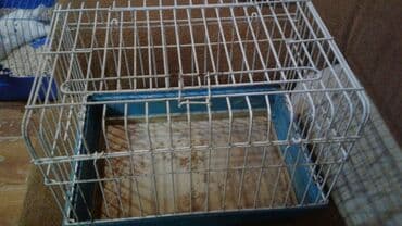 Xamyaklar satilir qaralar 1 ededi 3 azn 2 eded alana 1 ededi 2.50 lalafo.az -da Xamyaklar satilir qaralar 1 ededi 3 azn 2 eded alana 1 ededi 2.50