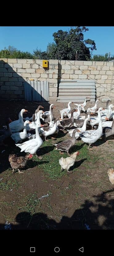Damazlıq qaz və toyuq sürüsü - Növ: ağ və boz rəngli yerli qazlar lalafo.az -da Damazlıq qaz və toyuq sürüsü - Növ: ağ və boz rəngli yerli qazlar