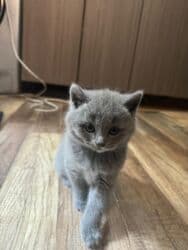 Şotland, Erkək lalafo.az -da Şotland, Erkək