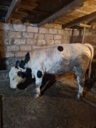 Dana, buzov, Erkək, Simental, ay: 1, Damazlıq, Ətlik, Ünvandan götürmə lalafo.az -da Dana, buzov, Erkək, Simental, ay: 1, Damazlıq, Ətlik, Ünvandan götürmə