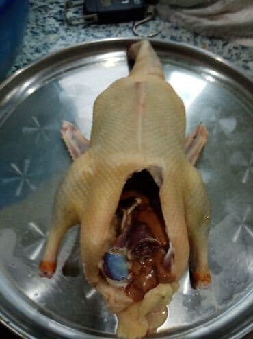 Məhsul: Təmizlənmiş ev ördəyi (bağırsaqları çıxarılmış, iç orqanları lalafo.az -da Məhsul: Təmizlənmiş ev ördəyi (bağırsaqları çıxarılmış, iç orqanları