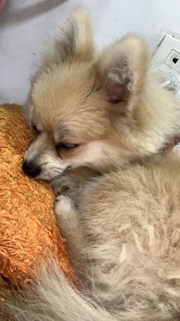 Şpitz, 6 ay, Erkek, Peyvəndli lalafo.az -da Şpitz, 6 ay, Erkek, Peyvəndli