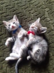 Реечные панели: Самец, Самка, В добрые руки at lalafo.az — 6 Реечные панели: Самец, Самка, В добрые руки — 6