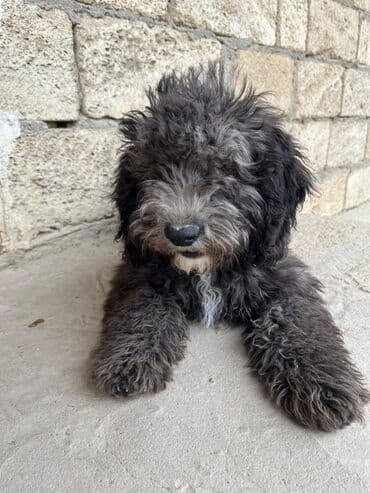 Cinsi pudel erkeydir ev weratinde baxilir her weyi yuksek sevieyde lalafo.az -da Cinsi pudel erkeydir ev weratinde baxilir her weyi yuksek sevieyde