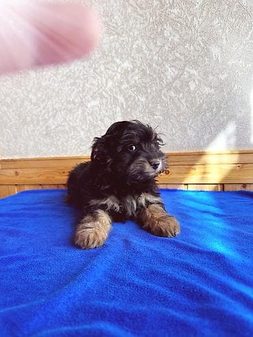 Peyvəndli, Ünvandan götürmə lalafo.az -da Peyvəndli, Ünvandan götürmə