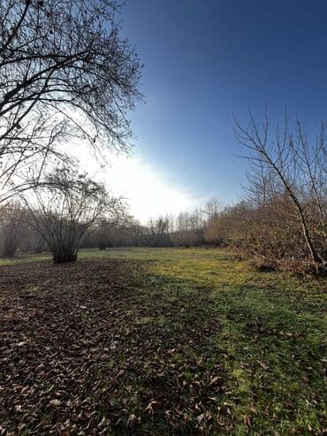 Qəbələ rayonunun Soltannuxa kəndində magistral yolun düz kənarında lalafo.az -da Qəbələ rayonunun Soltannuxa kəndində magistral yolun düz kənarında