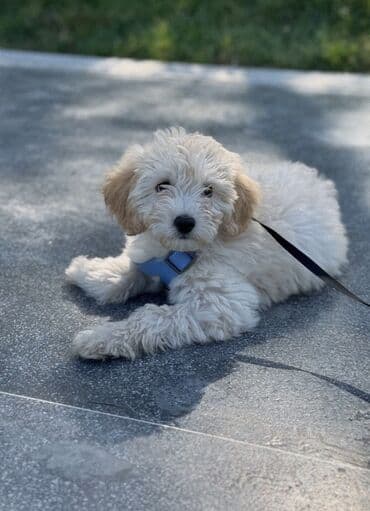 Maltipoo 4-5 aylıq bala - Cins: kiçik ölçülü, tüklü dizayn it lalafo.az -da Maltipoo 4-5 aylıq bala - Cins: kiçik ölçülü, tüklü dizayn it