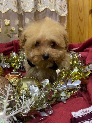 Pudel, 3 ay, Erkek, Peyvəndli, Ünvandan götürmə lalafo.az -da Pudel, 3 ay, Erkek, Peyvəndli, Ünvandan götürmə