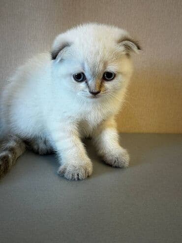 Şotland, Dişi, Erkək, Yaxşı əllərə, Ünvandan götürmə lalafo.az -da Şotland, Dişi, Erkək, Yaxşı əllərə, Ünvandan götürmə