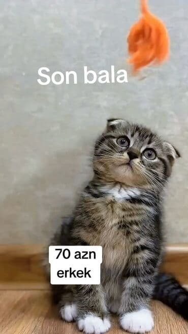 Britan, Dişi, Yaxşı əllərə, Ünvandan götürmə, Ödənişli çatdırılma lalafo.az -da Britan, Dişi, Yaxşı əllərə, Ünvandan götürmə, Ödənişli çatdırılma