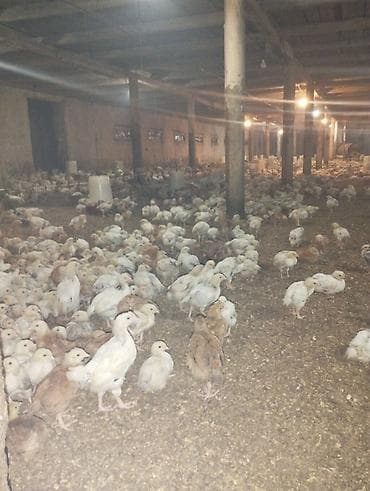 Toyuq cücələri, Ətlik lalafo.az -da Toyuq cücələri, Ətlik