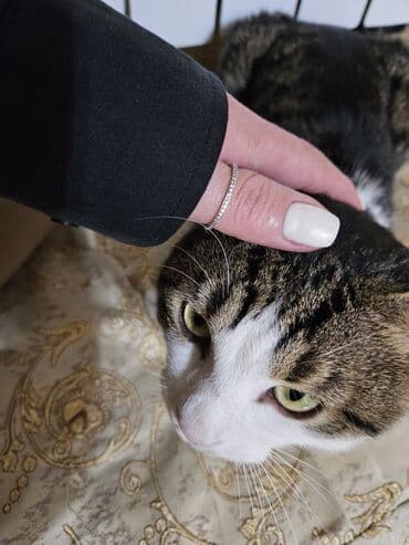 British Fold cinsi var.Cinsiyyət dönəmindədi,qız British pişik lalafo.az -da British Fold cinsi var.Cinsiyyət dönəmindədi,qız British pişik