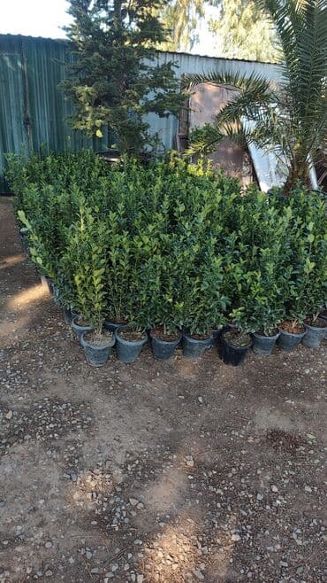 Hündürlüyü təxminən 40–70 sm olan dekorativ koldlar (güclü, sıx lalafo.az -da Hündürlüyü təxminən 40–70 sm olan dekorativ koldlar (güclü, sıx