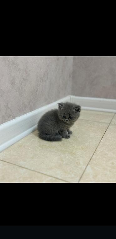 Boz rəngli balaca pişik balası - Cins: Qısa tüklü, tükü sıx və yumşaq lalafo.az -da Boz rəngli balaca pişik balası - Cins: Qısa tüklü, tükü sıx və yumşaq