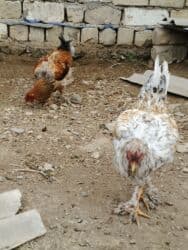 Brama xoruz ve fere satilir lalafo.az -da Brama xoruz ve fere satilir