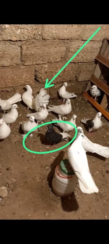 Salam tutmaldi ikiside temiz ve saglam heyvanlardi ag quyurug erkedi lalafo.az -da Salam tutmaldi ikiside temiz ve saglam heyvanlardi ag quyurug erkedi