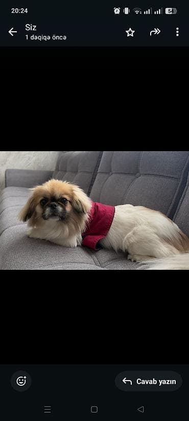 Pekines, 1 il, Dişi, Ünvandan götürmə lalafo.az -da Pekines, 1 il, Dişi, Ünvandan götürmə