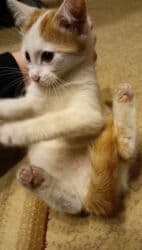 Erkək, Yaxşı əllərə, Pulsuz çatdırılma lalafo.az -da Erkək, Yaxşı əllərə, Pulsuz çatdırılma