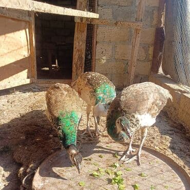 5 aylıq tovuz quşları satılır.
2-si hindistan
1-i qaraqanad lalafo.az -da 5 aylıq tovuz quşları satılır.
2-si hindistan
1-i qaraqanad