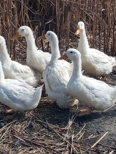 Pekinördəyi :4aylıqdır kəsilməli saxlanılmalı ördəkdi yumurtaya lalafo.az -da Pekinördəyi :4aylıqdır kəsilməli saxlanılmalı ördəkdi yumurtaya