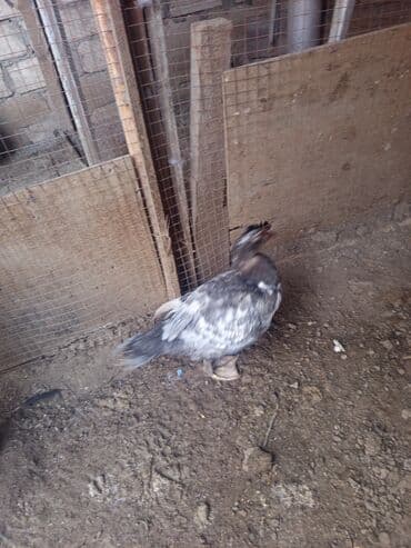 Рыба и морепродукты: Salam Gəncədə lal ördək satılır diri çəki ə kilo 10 manat təmiz əti at lalafo.az — 5 Рыба и морепродукты: Salam Gəncədə lal ördək satılır diri çəki ə kilo 10 manat təmiz əti — 5