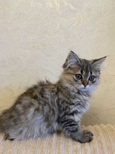 Şinşilla, Erkək lalafo.az -da Şinşilla, Erkək