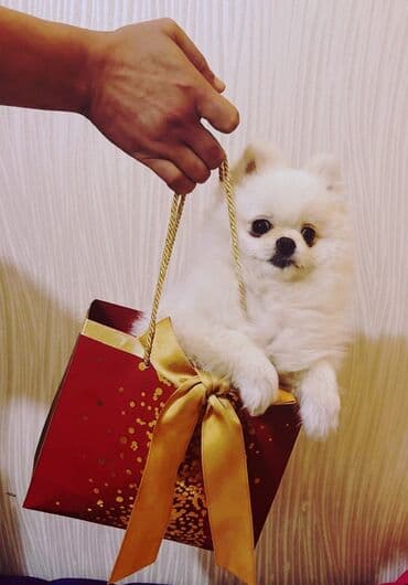 Şpitz, 10 ay, Dişi lalafo.az -da Şpitz, 10 ay, Dişi