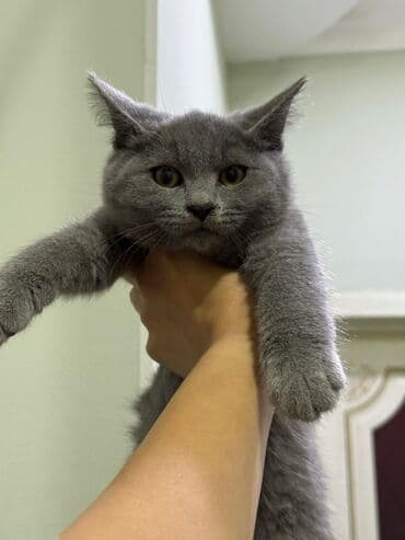 Britan lalafo.az -da Britan