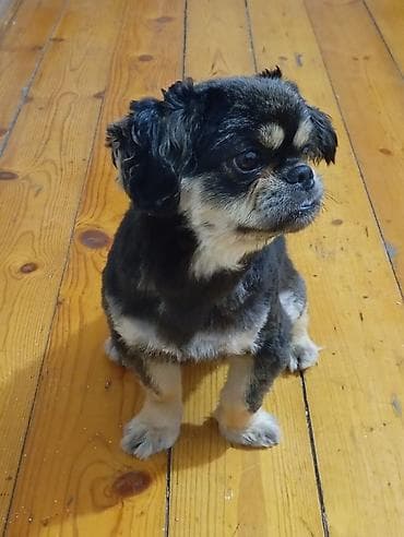 Pekines erkek 16 aylıxdı peyvendi qurt dermanı vurulup. Ciddi lalafo.az -da Pekines erkek 16 aylıxdı peyvendi qurt dermanı vurulup. Ciddi