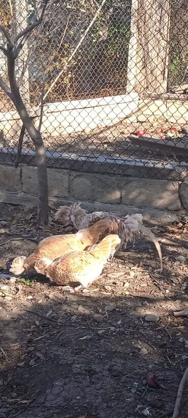 Toyuq, Damazlıq, Ödənişli çatdırılma lalafo.az -da Toyuq, Damazlıq, Ödənişli çatdırılma