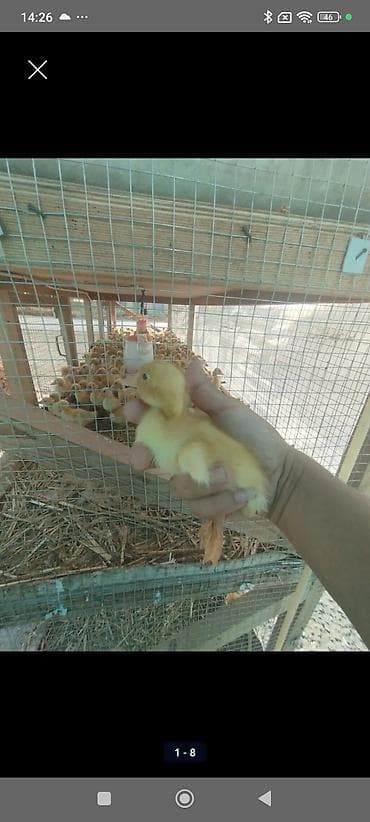 Dişi, | Kuban, Ətlik, Ünvandan götürmə, Pulsuz çatdırılma, Ödənişli çatdırılma lalafo.az -da Dişi, | Kuban, Ətlik, Ünvandan götürmə, Pulsuz çatdırılma, Ödənişli çatdırılma