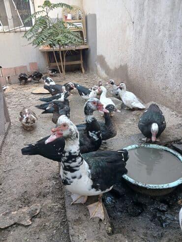 Muscovy (hind) ördəkləri – müxtəlif rənglərdə sürü - Növlər lalafo.az -da Muscovy (hind) ördəkləri – müxtəlif rənglərdə sürü - Növlər