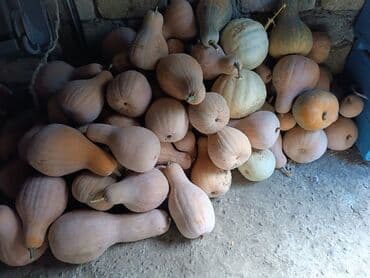 Yeməli balqabaq – armud formalı, narıncı-bej rəngli sort Məhsulun lalafo.az -da Yeməli balqabaq – armud formalı, narıncı-bej rəngli sort Məhsulun