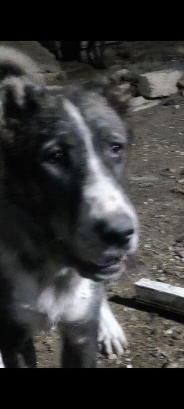 Qurdbasar, 5 ay, Dişi, Peyvəndli, Pulsuz çatdırılma, Ünvandan götürmə lalafo.az -da Qurdbasar, 5 ay, Dişi, Peyvəndli, Pulsuz çatdırılma, Ünvandan götürmə