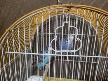 Tutuquşu 2 eded 1 Qefes,Su qabiYem qabi,1 kq den lalafo.az -da Tutuquşu 2 eded 1 Qefes,Su qabiYem qabi,1 kq den